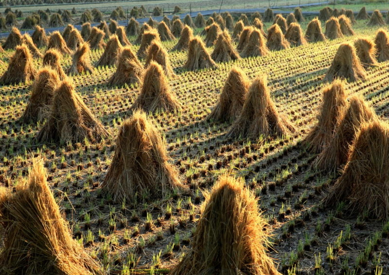 年甲斐もなくてOK！