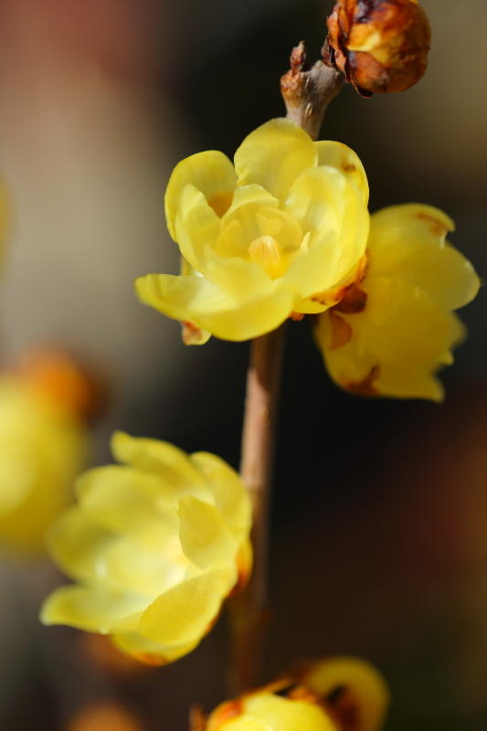 AIから新たなゴッホは生まれるか？