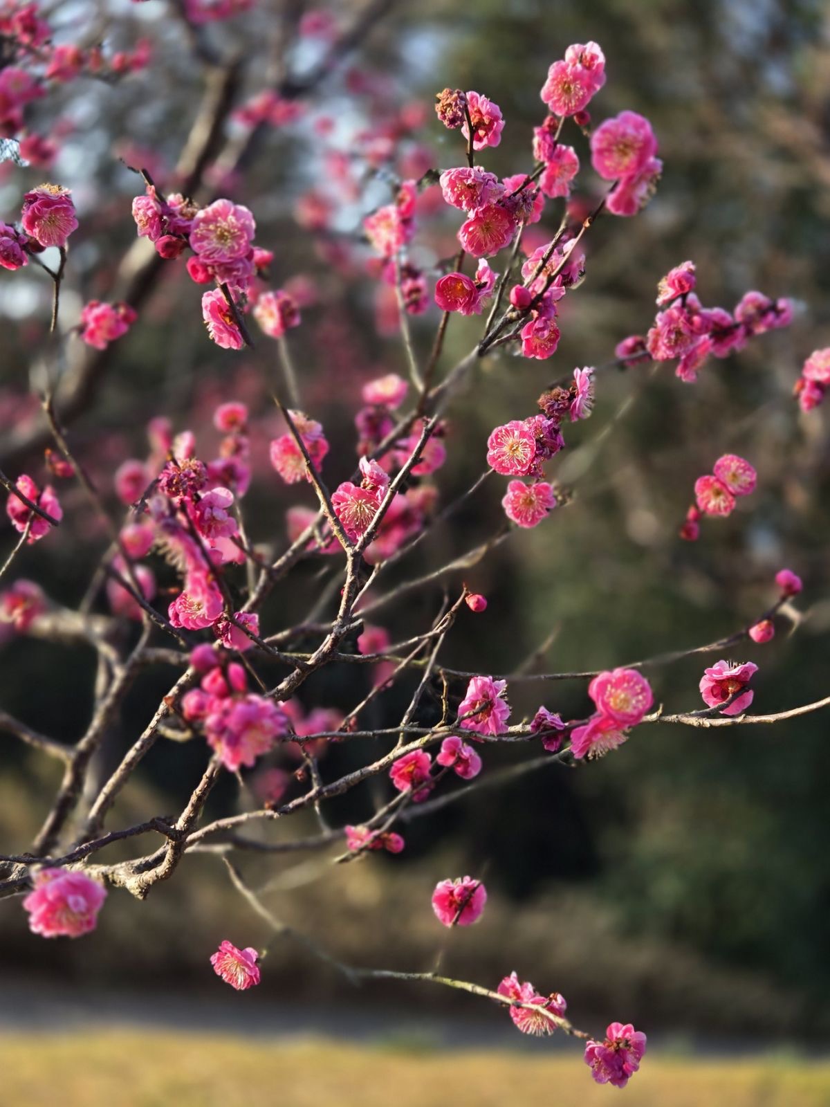 おとうさんの、おとうさん指
