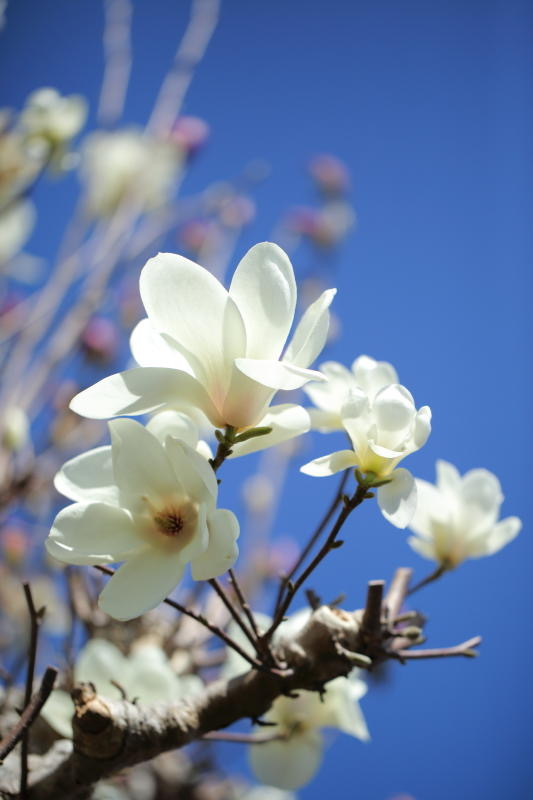 AIから新たなゴッホは生まれるか？